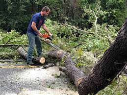 How Our Tree Care Process Works  in  Grant City, MO