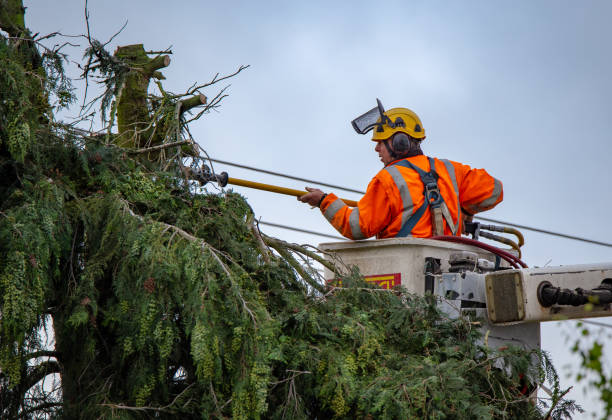 Reliable Grant City, MO Tree Services Solutions