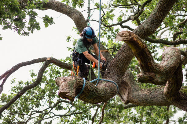 Best Tree Removal Service  in Grant City, MO