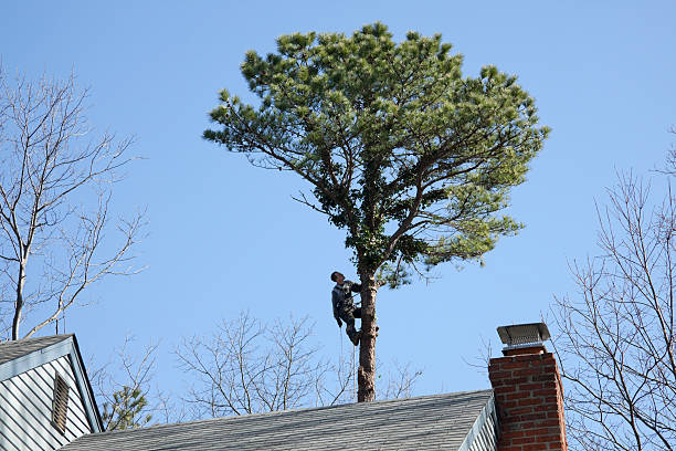 Best Hazardous Tree Removal  in Grant City, MO