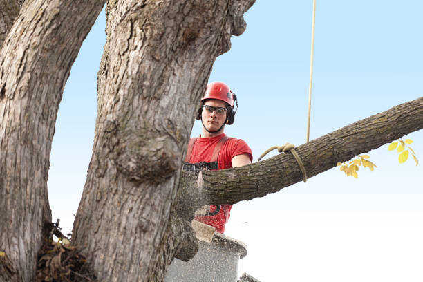 Best Tree Disease Treatment  in Grant City, MO